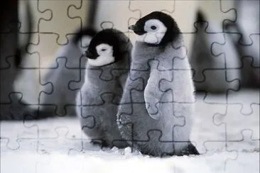 bebe pinguino jigsaw puzzle