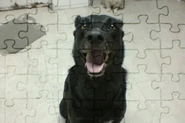 sacha jigsaw puzzle