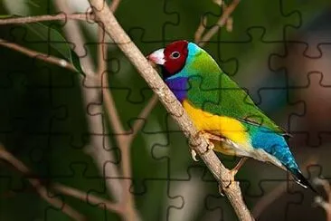 cores jigsaw puzzle