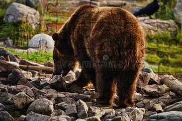 A boar grizzly bear in Yellowstone National Park,