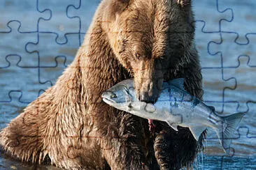 urso ama peixe jigsaw puzzle