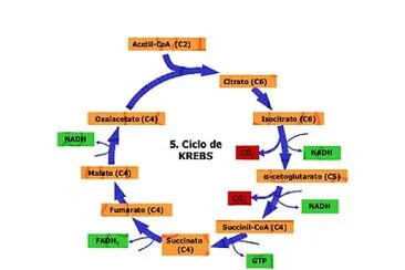 ciclo de Kreps