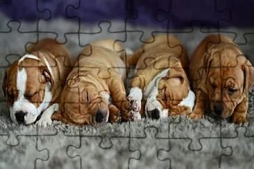 CACHORROS jigsaw puzzle