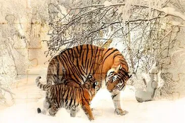 פאזל של TIGRE SIBERIANO