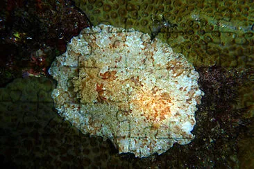 Platydoris inframaculata