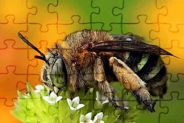 natural jigsaw puzzle