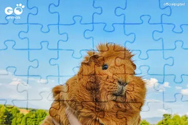 natural jigsaw puzzle