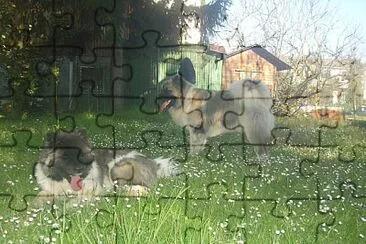 Akita americano a pelo lungo jigsaw puzzle