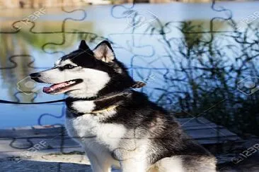 Husky