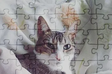 Gatinha linda jigsaw puzzle