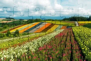 Campos coloridos jigsaw puzzle