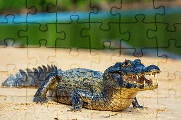 Cordados jigsaw puzzle