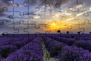 Lavandas jigsaw puzzle