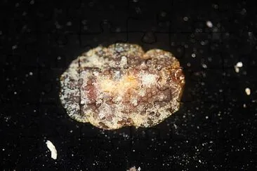 פאזל של Pleurobranchus areolatus