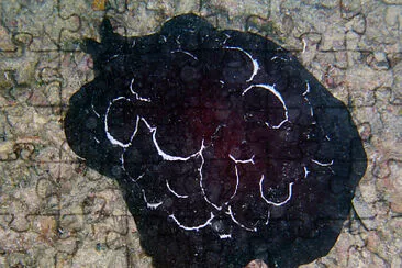 Pleurobranchus forskali