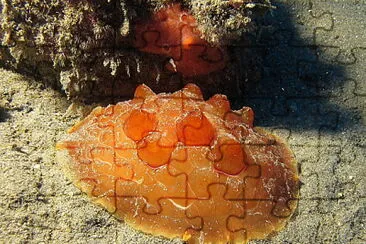 Pleurobranchus testudinarius