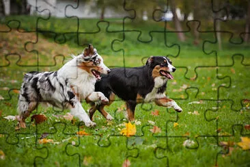 Perritos jugando jigsaw puzzle