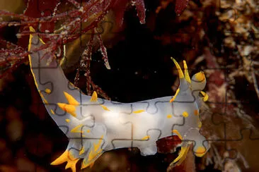 Polycera faeroensis