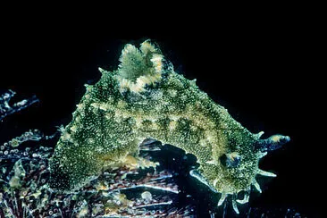 Polycera fujitai