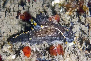 Polycera hedgpethi