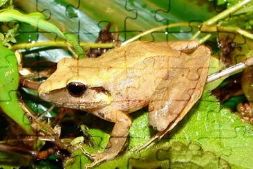 Pristimantis achstinus jigsaw puzzle