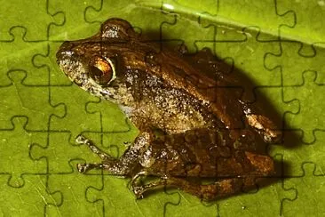 Pristimantis adnus jigsaw puzzle