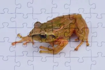 Pristimantis anolires jigsaw puzzle