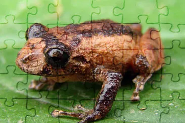 Pristimantis bogotensis jigsaw puzzle