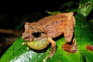 Pristimantis buolengeri