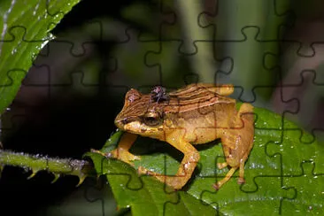 Pristimantis dorsopictus jigsaw puzzle