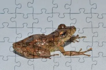 פאזל של Pristimantis fallax