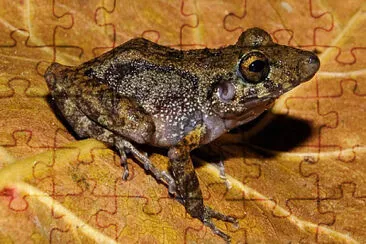 Pristimantis gaigei jigsaw puzzle