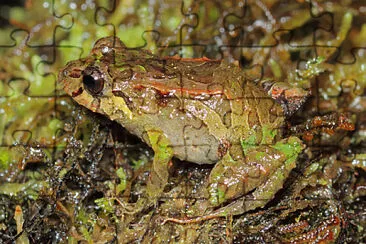 Pristimantis mutabilis