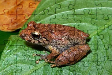 pristimantis paisa