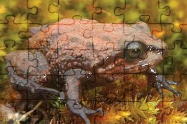 Pristimantis attemboroughi jigsaw puzzle