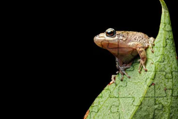 פאזל של Pristimantis unistrigatus