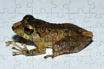 Pristimantis viejas