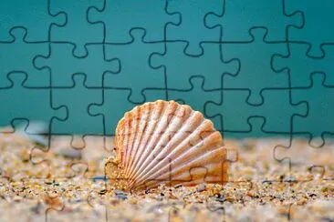 Shell jigsaw puzzle