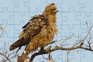 Aquila wahlbergi jigsaw puzzle