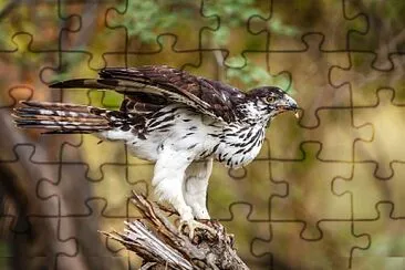 Aquila spilogaster jigsaw puzzle