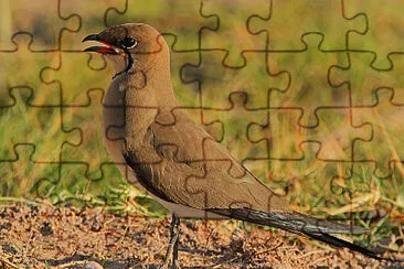 Pratincole dal collare jigsaw puzzle