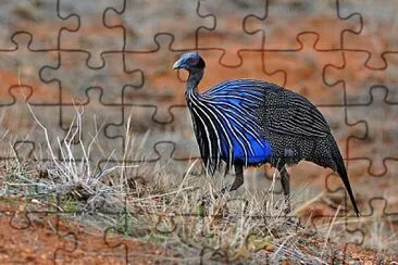 Faraona vulturina jigsaw puzzle