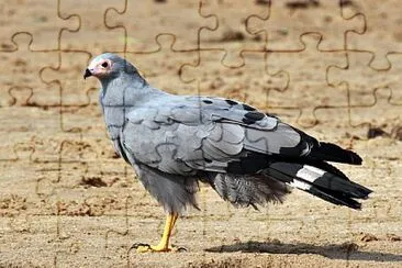 Falco africano