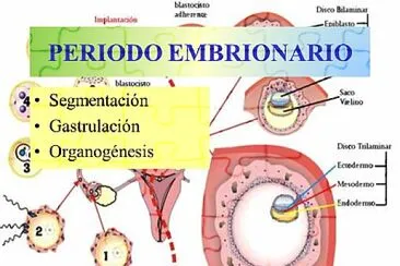 PERIODO EMBRIONARIO