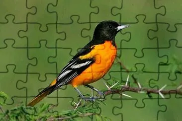 natural jigsaw puzzle