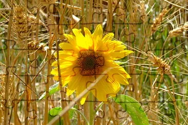 tournesol jigsaw puzzle