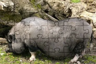 Maialino vietnamita jigsaw puzzle