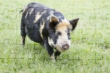 פאזל של Maialino kunekune