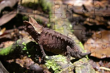 פאזל של Brookesia superficialis