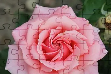 Rosa jigsaw puzzle